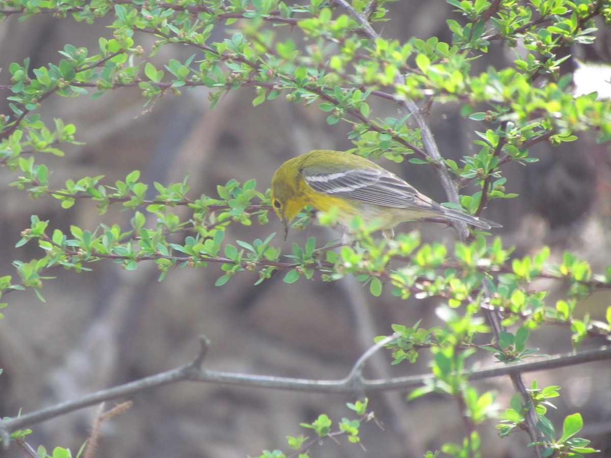 Pine Warbler - ML637829902