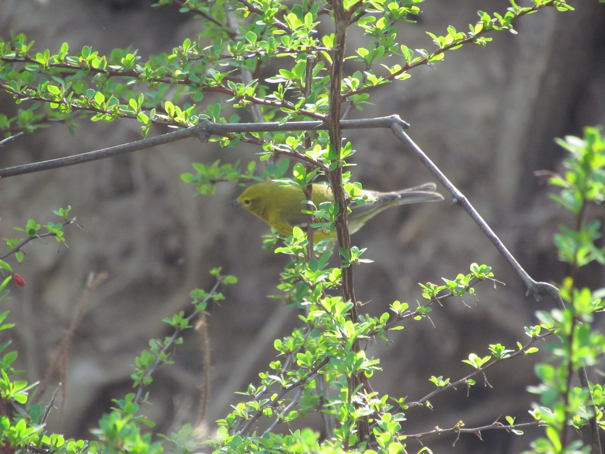 Pine Warbler - ML637829903