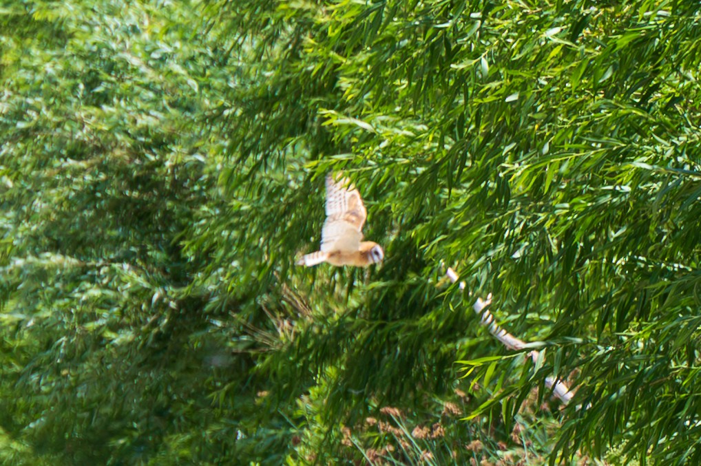 American Barn Owl - ML637829914