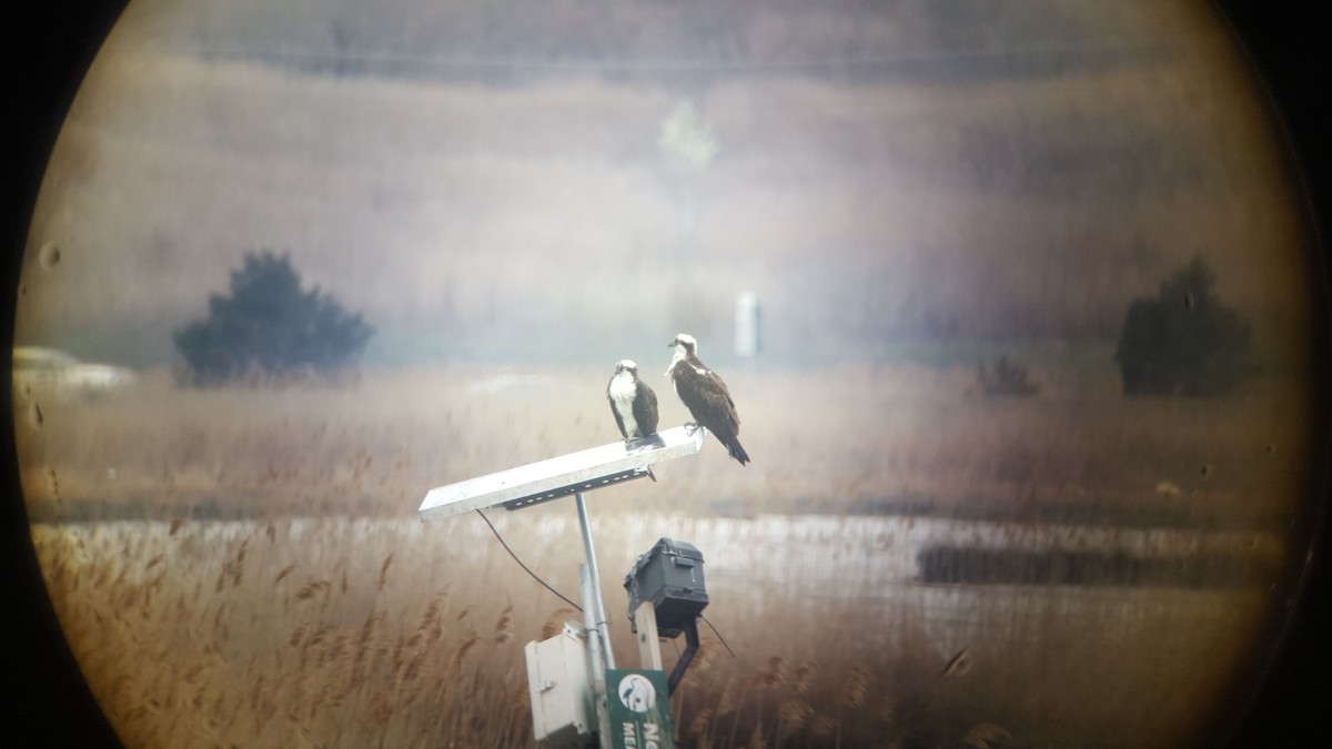 Osprey (American) - ML637829936