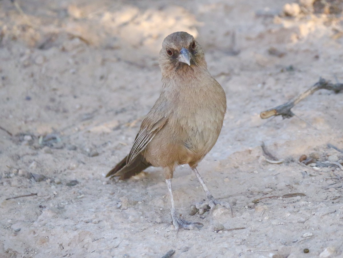 Abert's Towhee - ML637829967