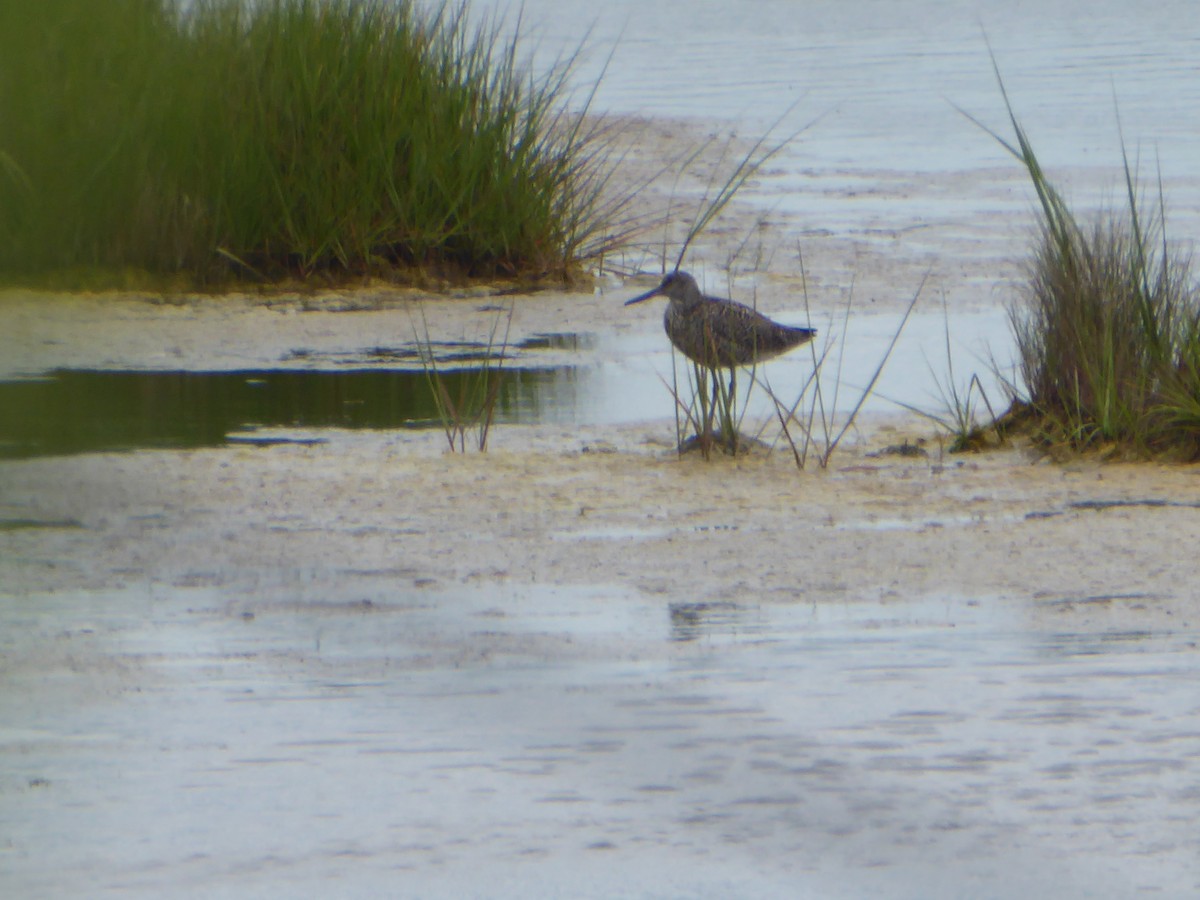 Willet - ML637830015