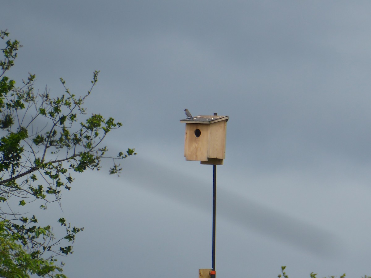 Eastern Bluebird - ML637830072