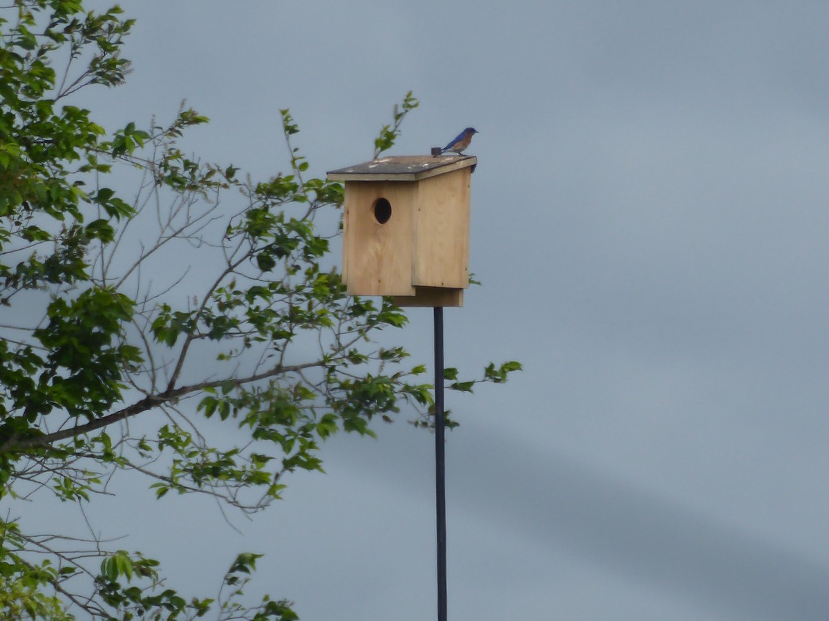 Eastern Bluebird - ML637830073