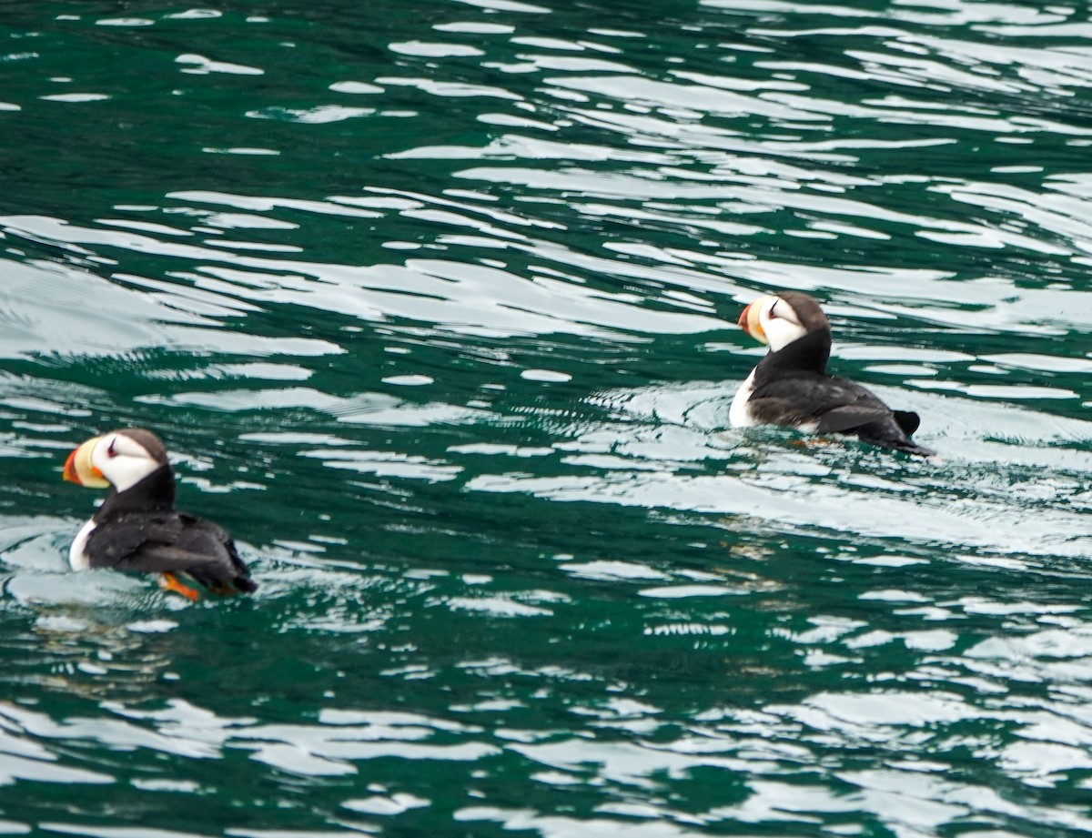 Horned Puffin - ML637830097