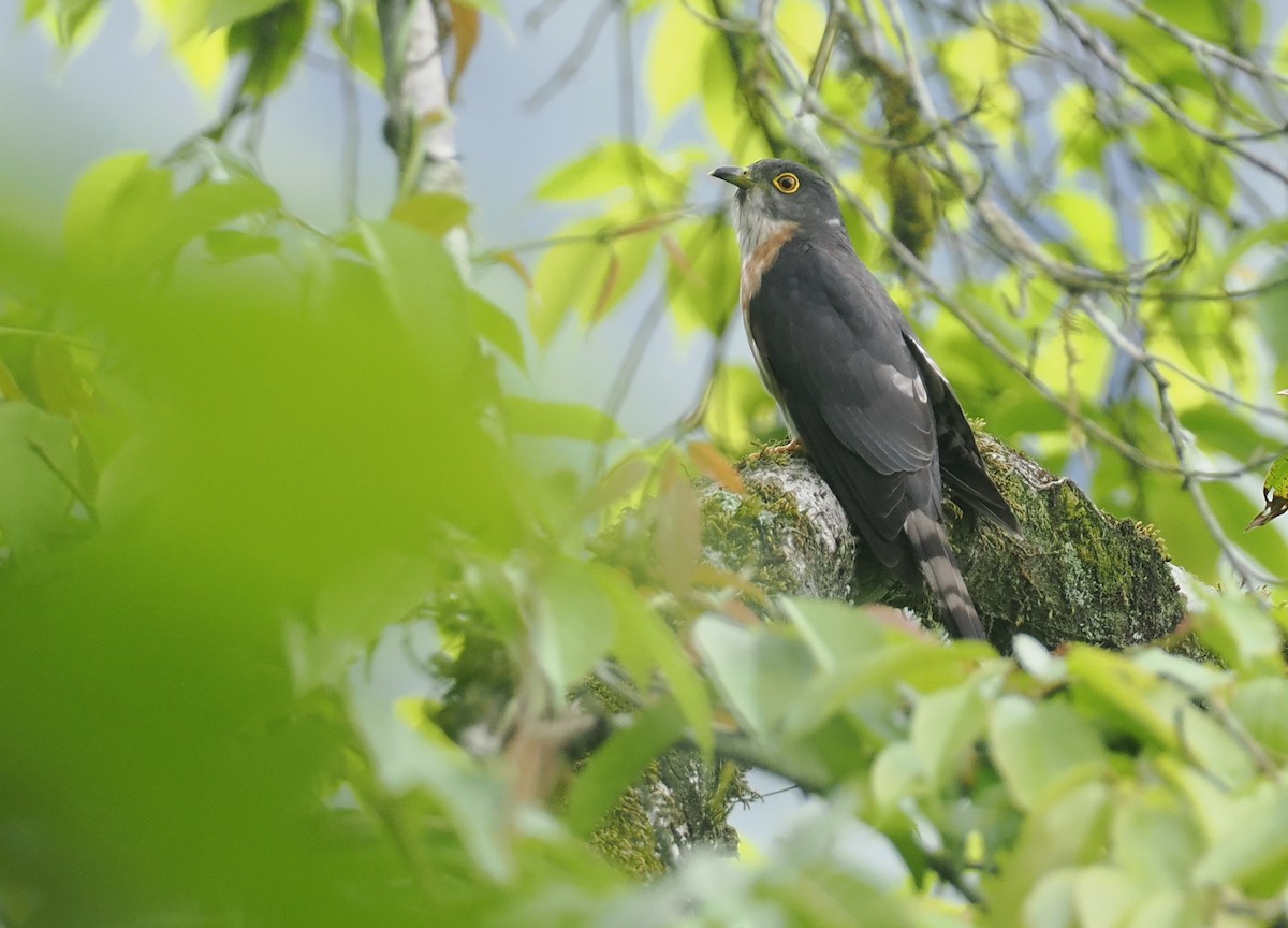 Hodgson's Hawk-Cuckoo - ML637830120