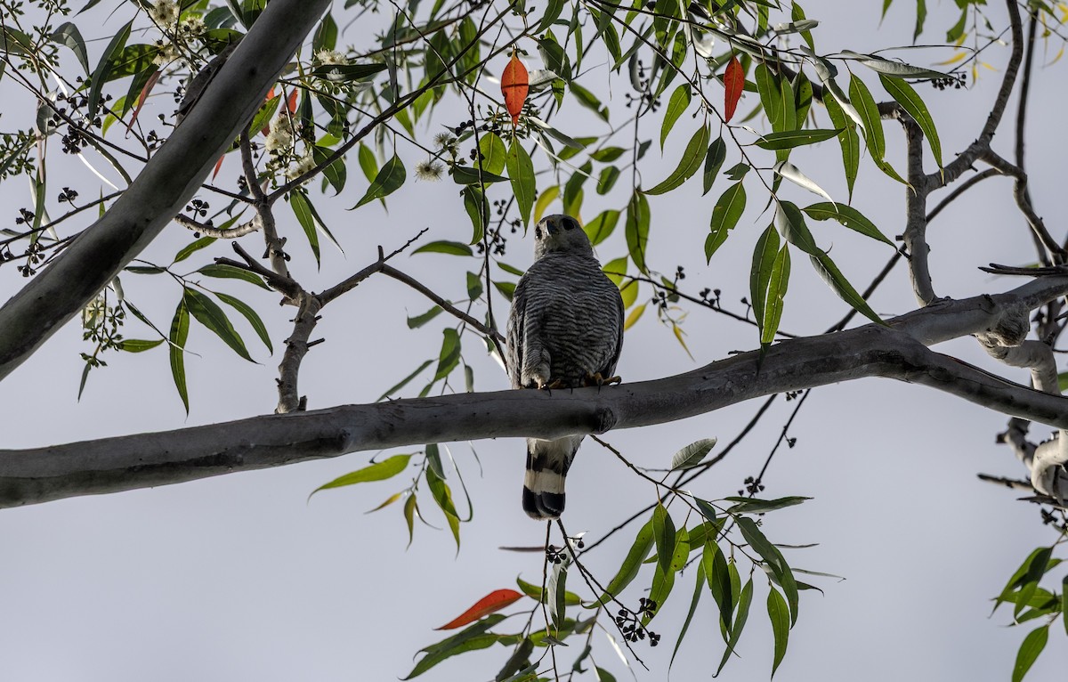 Gray-lined Hawk - ML637830128