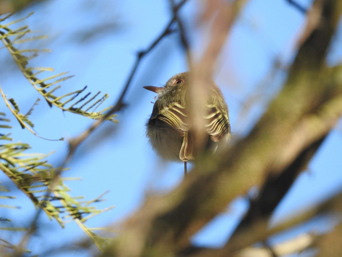 Pearly-vented Tody-Tyrant - ML637830130