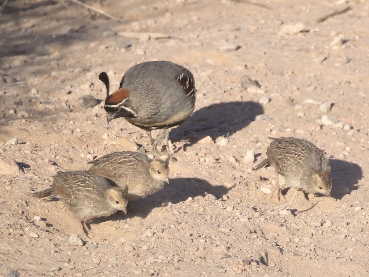 Gambel's Quail - ML637830161