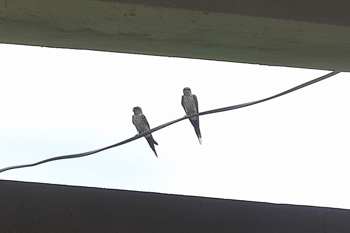 tempelsvale - ML637830162