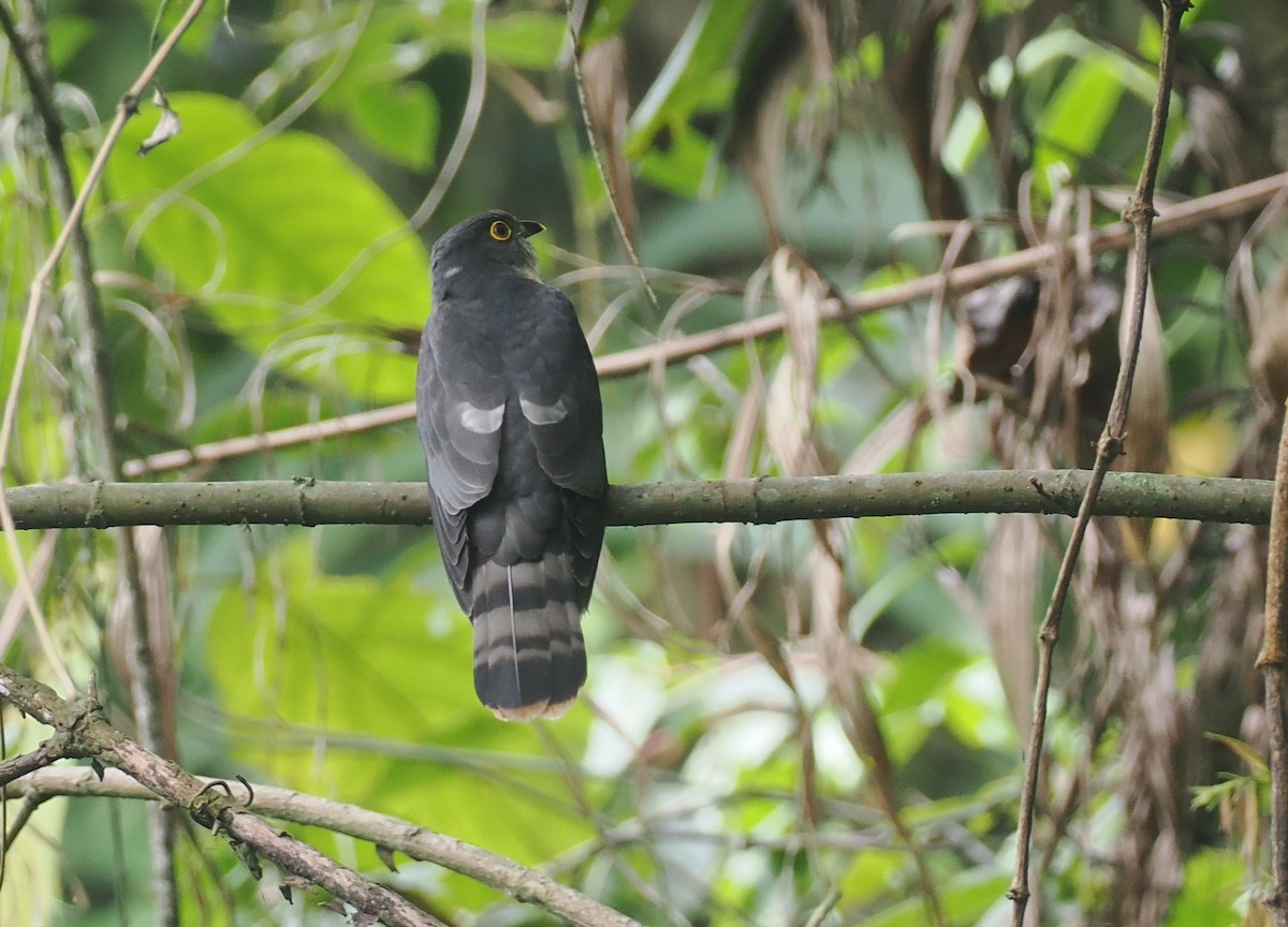 Hodgson's Hawk-Cuckoo - ML637830174
