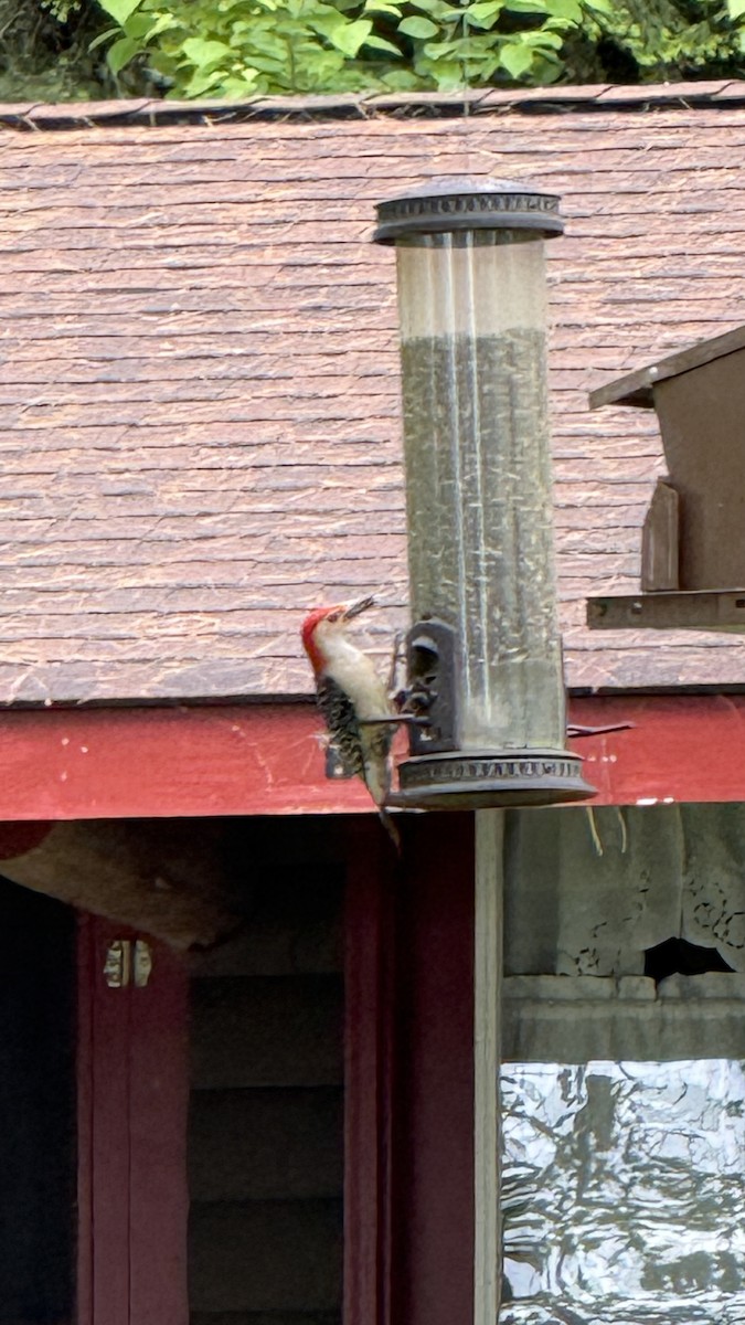 Red-bellied Woodpecker - ML637830195