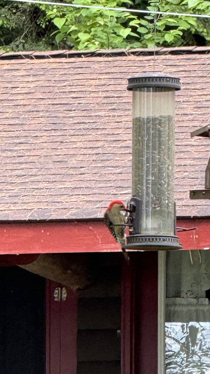 Red-bellied Woodpecker - ML637830196
