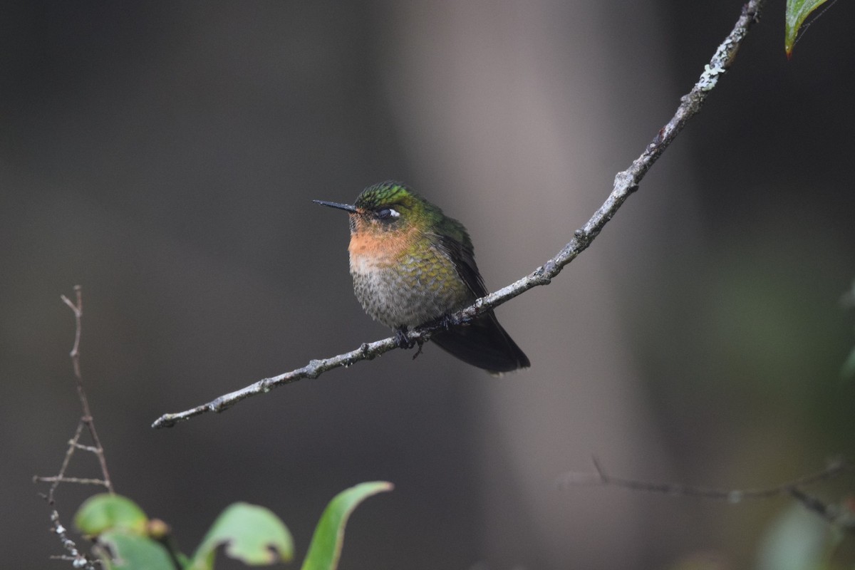 Tyrian Metaltail - ML637830205