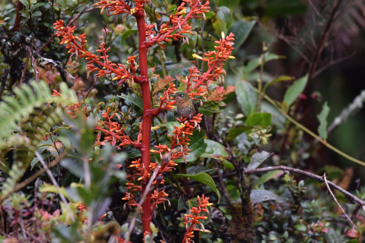 Tyrian Metaltail - ML637830206