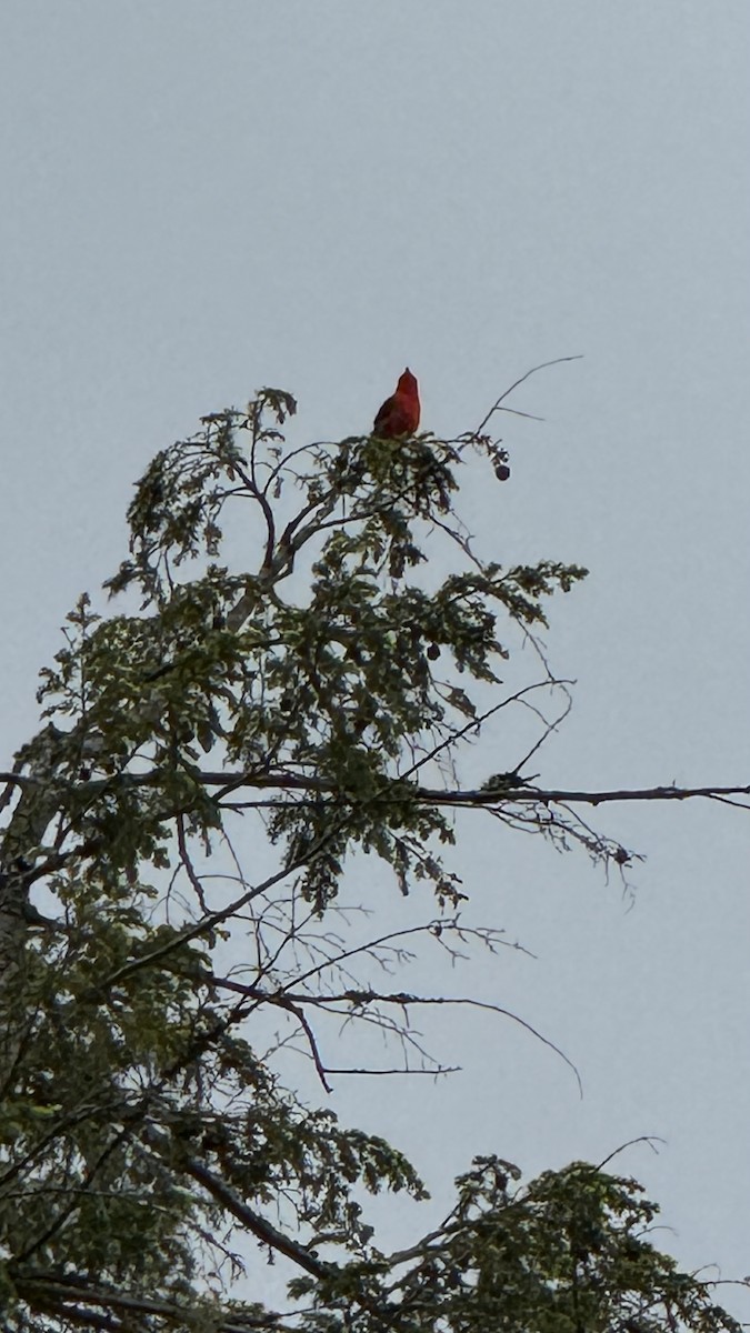 Scarlet Tanager - ML637830247