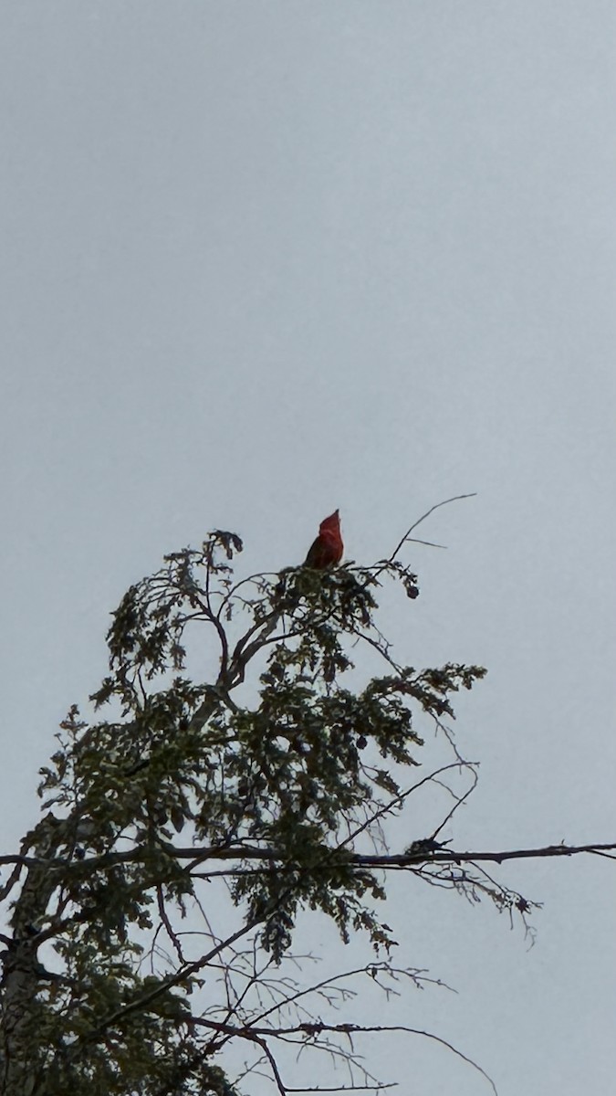 Scarlet Tanager - ML637830249