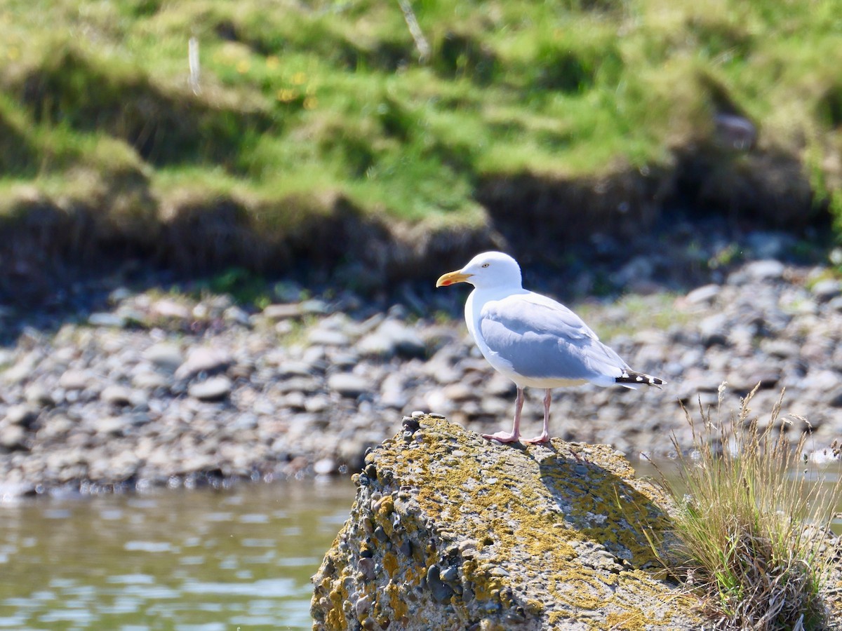 European Herring Gull - ML637830301