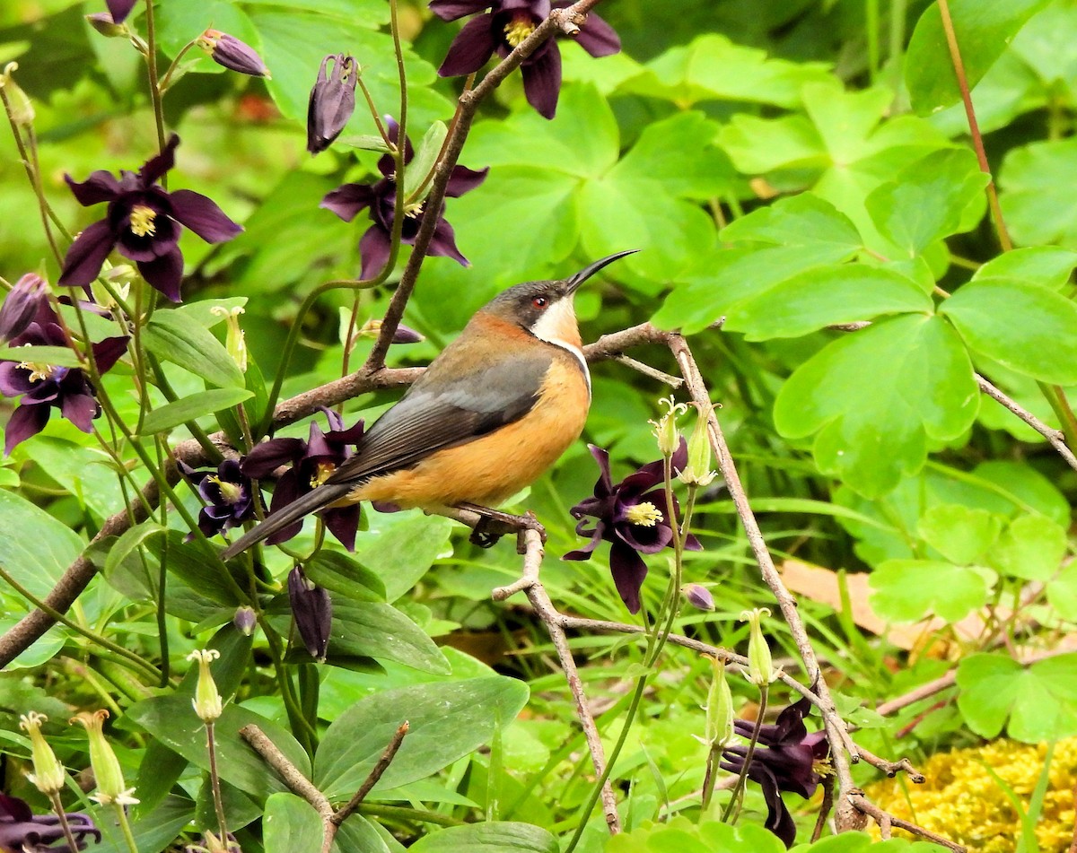 Eastern Spinebill - ML637830309