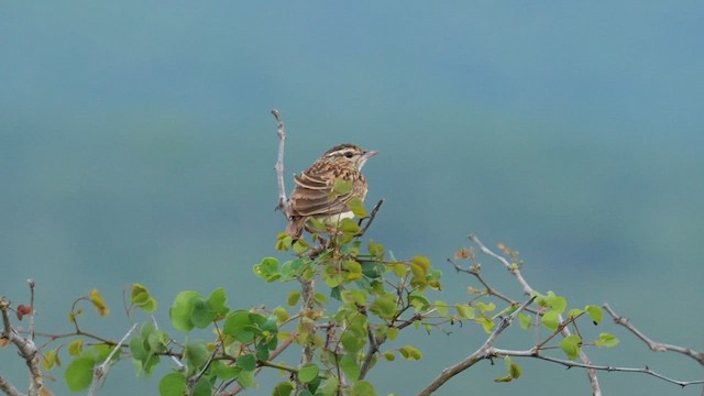 Sabota Lark (Sabota) - ML637830326