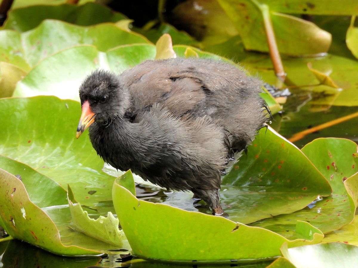 Халзан түнжүүр - ML637830328