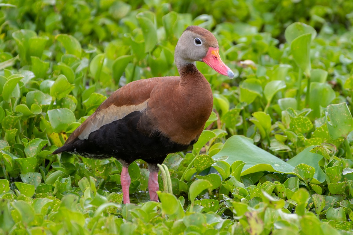 Black-bellied Whistling-Duck - ML637830362