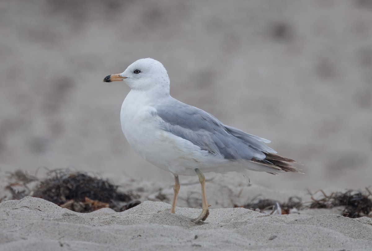 Ring-billed Gull - John Callender