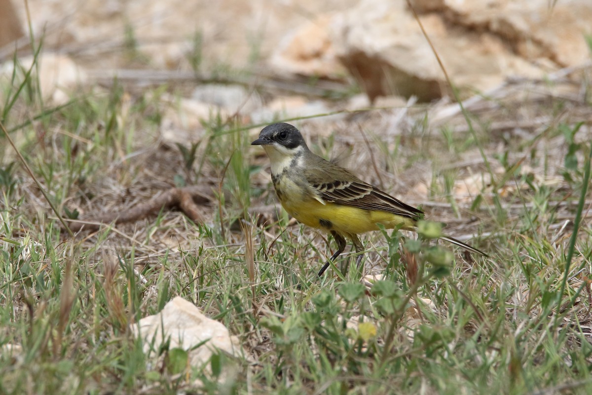 Bergeronnette printanière (iberiae/cinereocapilla/pygmaea) - ML637830488
