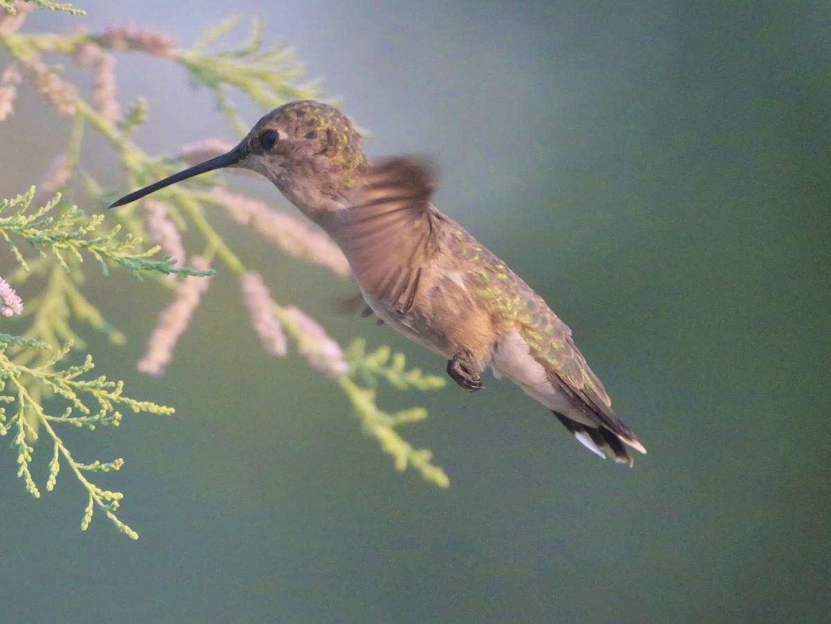 Black-chinned Hummingbird - ML637830489