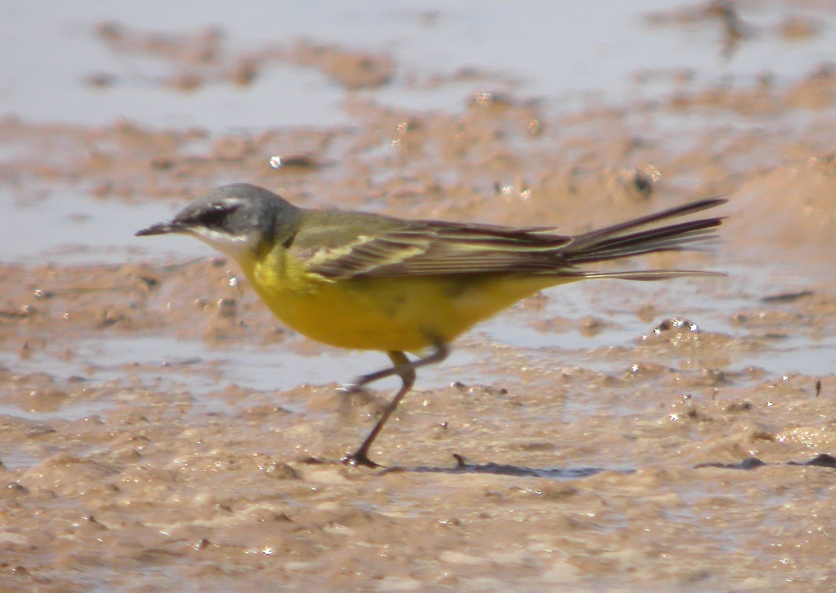 Bergeronnette printanière (iberiae/cinereocapilla/pygmaea) - ML637830513