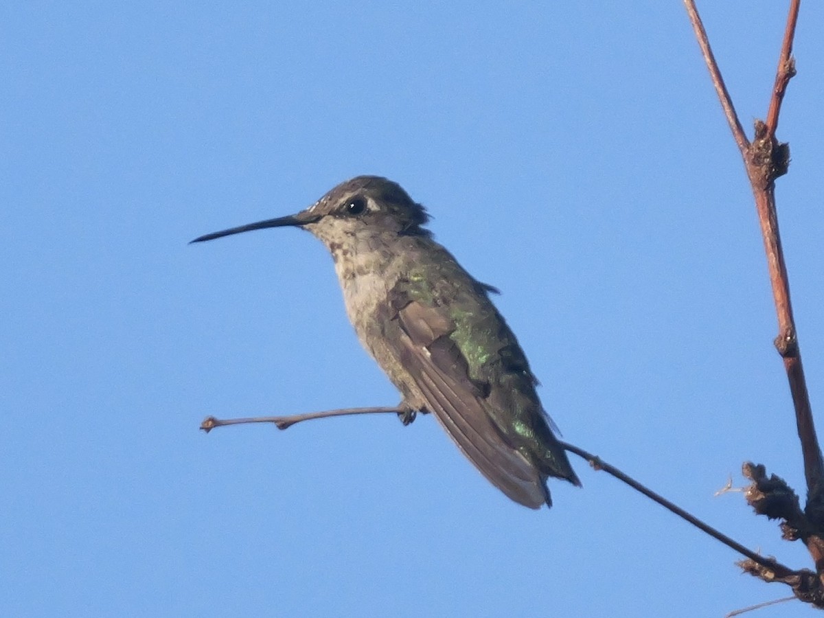 Anna's Hummingbird - ML637830541