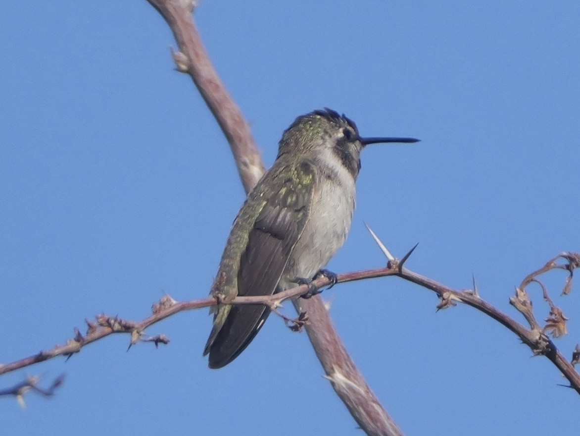 Costa's Hummingbird - ML637830548