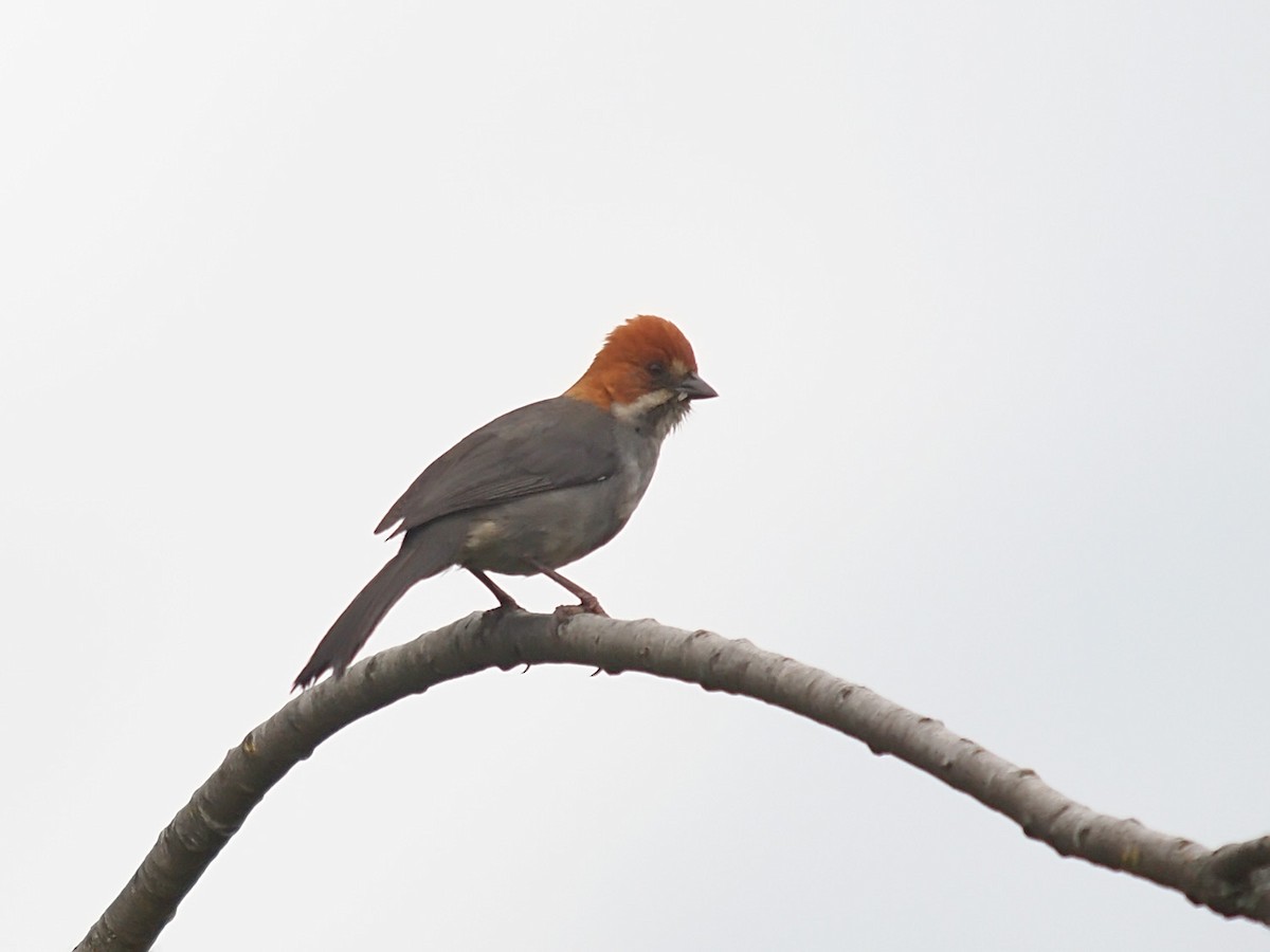 Rufous-eared Brushfinch - ML637830570