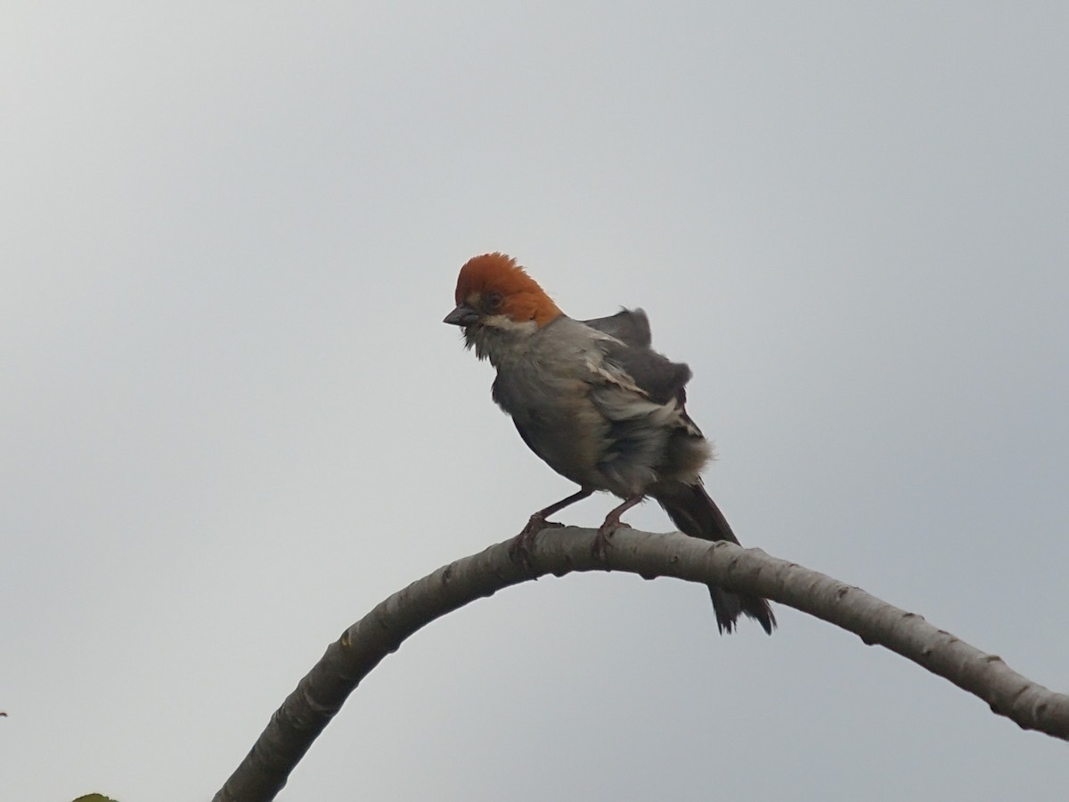 Rufous-eared Brushfinch - ML637830571