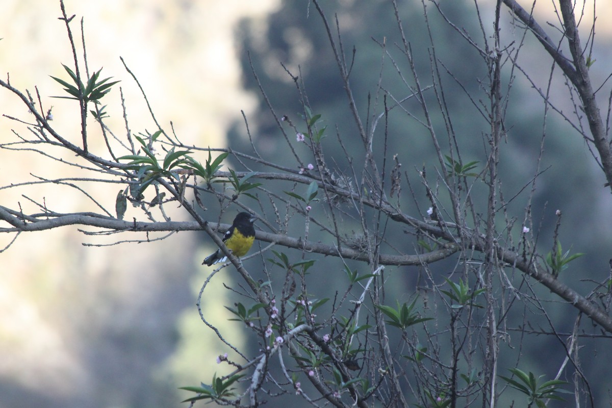 Black-backed Grosbeak - ML637830722