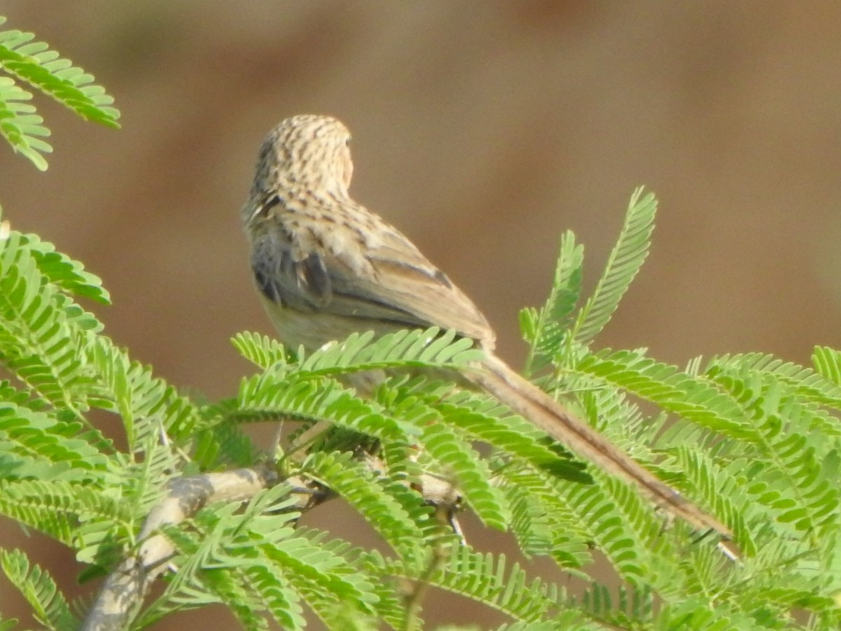 Common Babbler - ML637830745