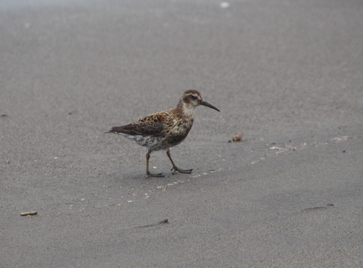 Rock Sandpiper (Aleutian) - ML637830753