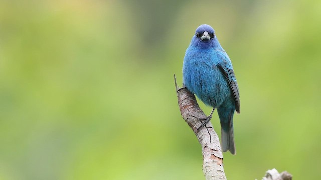 Indigo Bunting - ML637830785