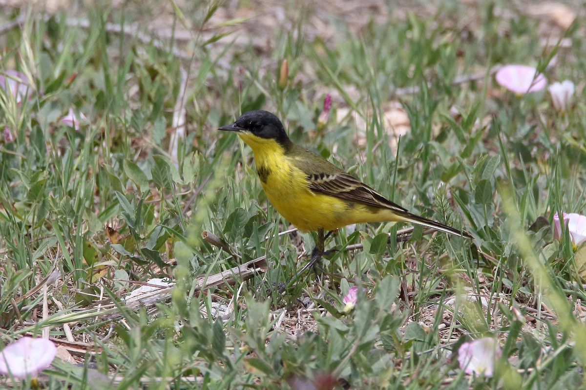 Western Yellow Wagtail (thunbergi) - ML637830838