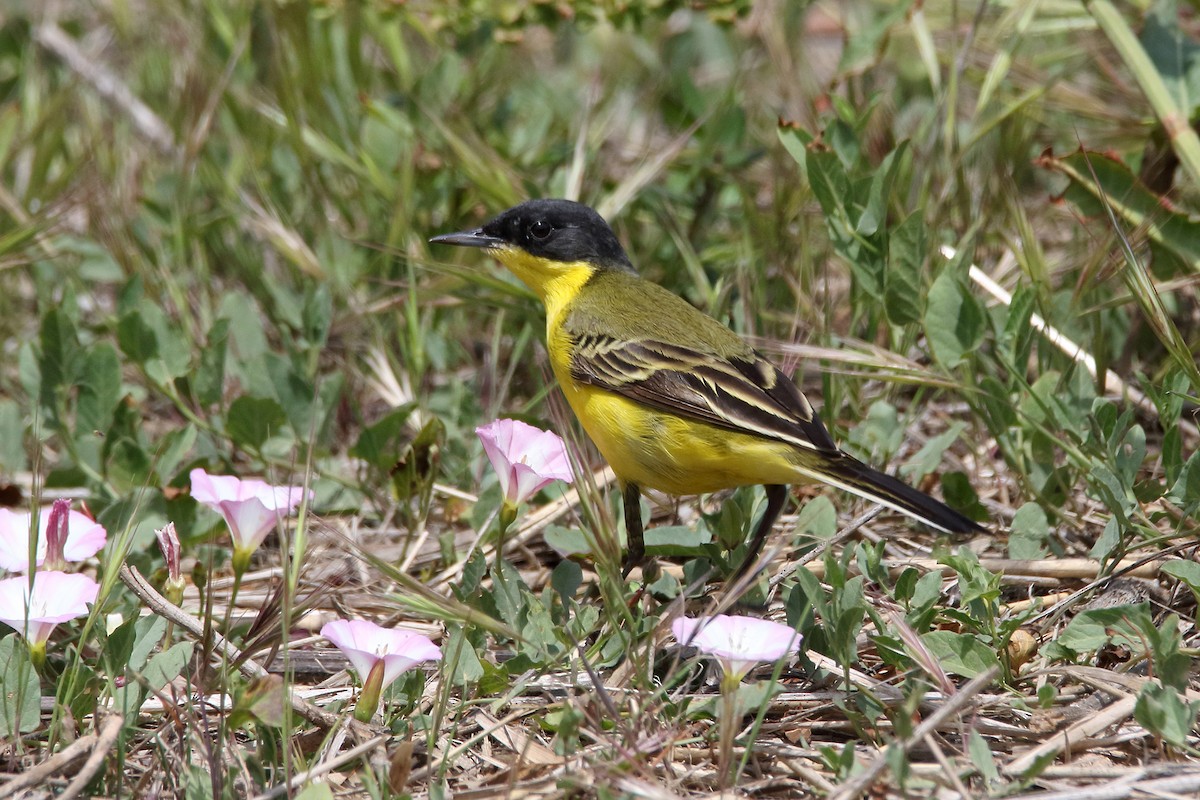 Western Yellow Wagtail (thunbergi) - ML637830839