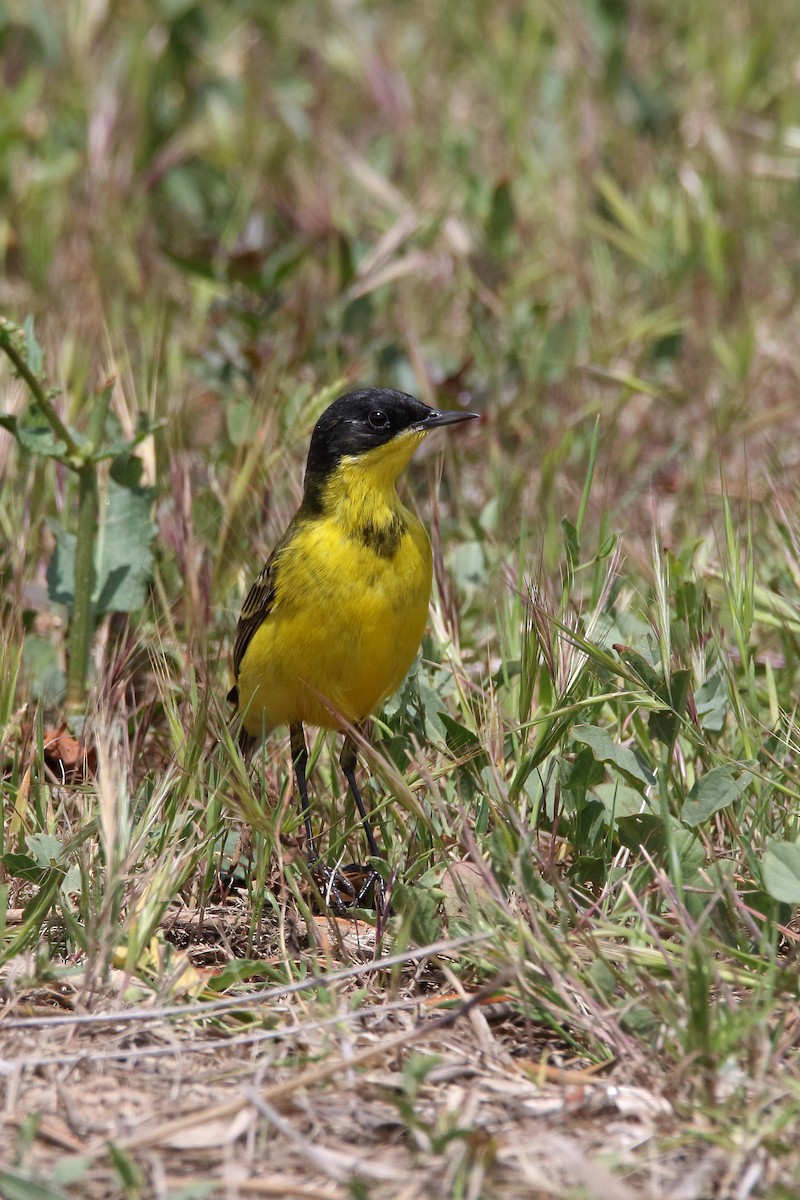 Western Yellow Wagtail (thunbergi) - ML637830840