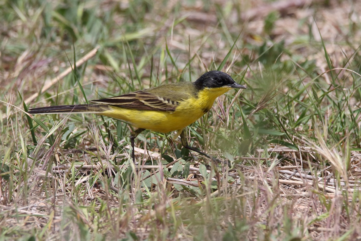 Western Yellow Wagtail (thunbergi) - ML637830841