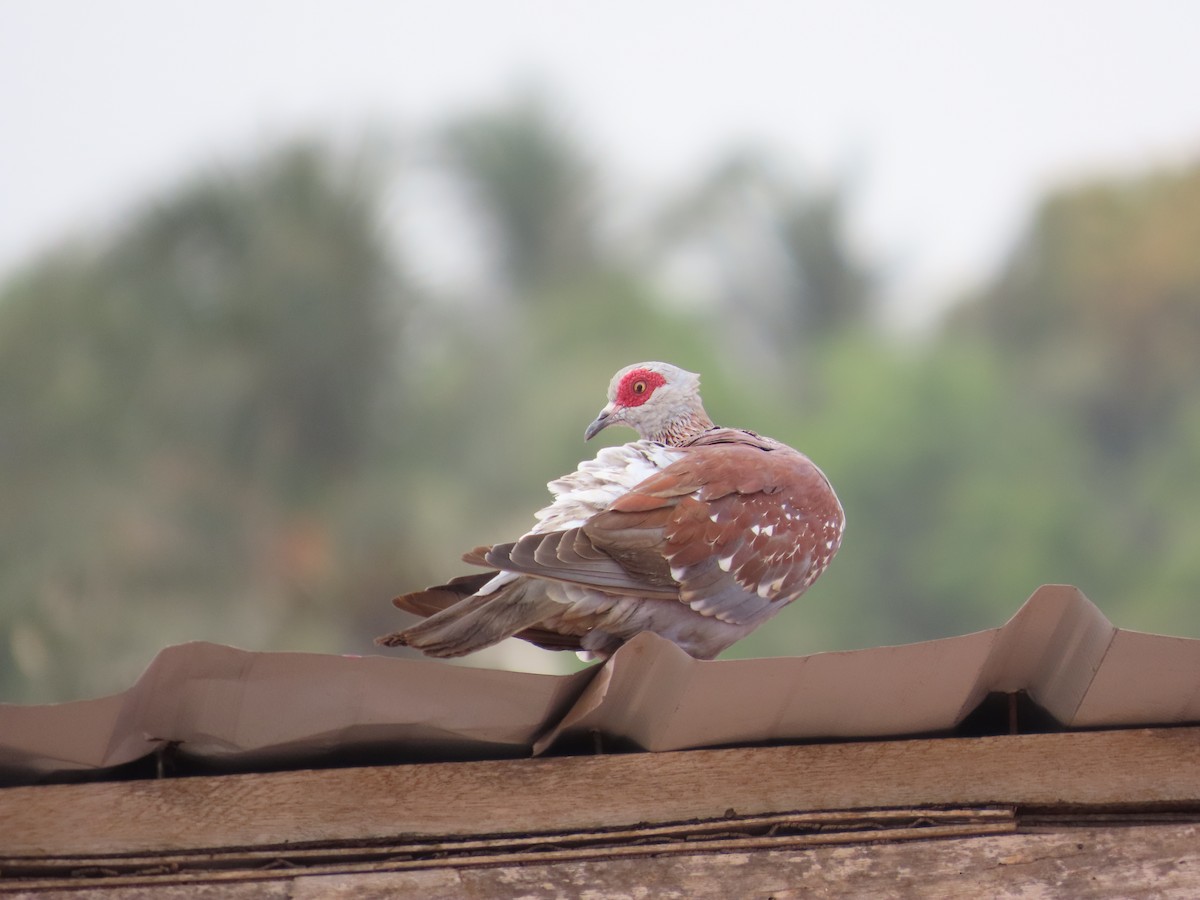 Speckled Pigeon - ML637830858