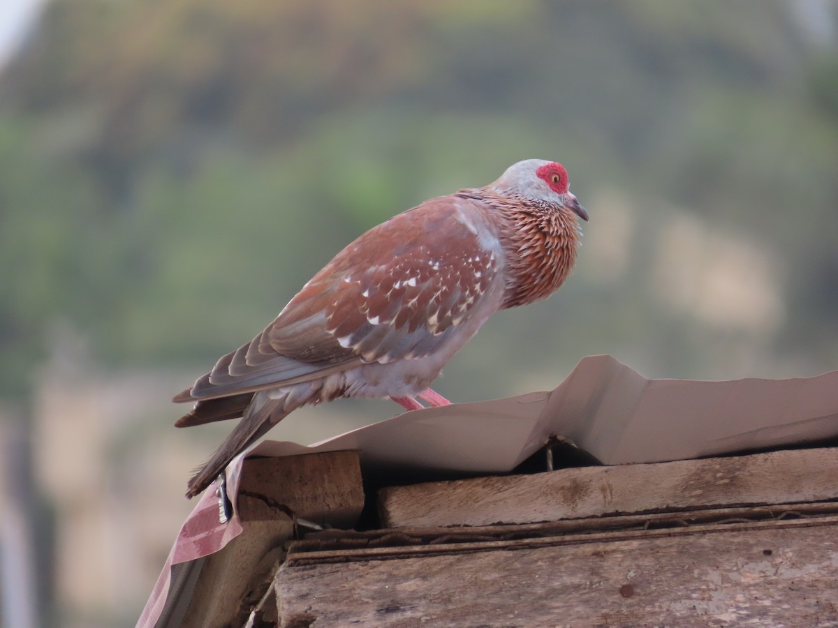 Speckled Pigeon - ML637830859