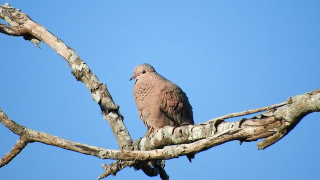 Common Ground Dove - ML637830920