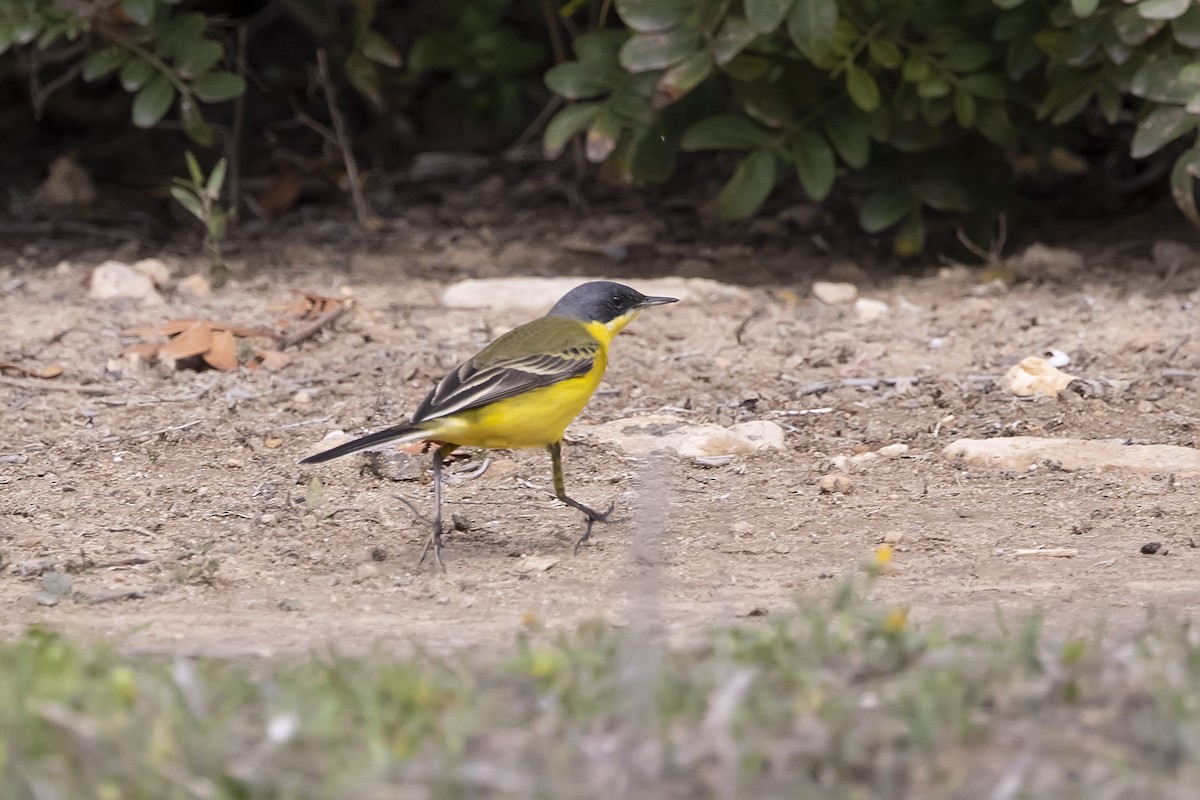 Western Yellow Wagtail (thunbergi) - ML637830921