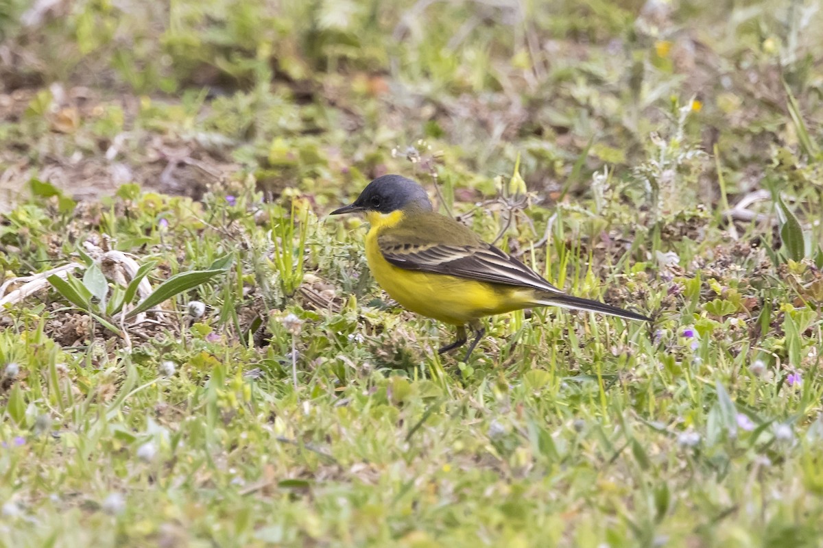 Western Yellow Wagtail (thunbergi) - ML637830923