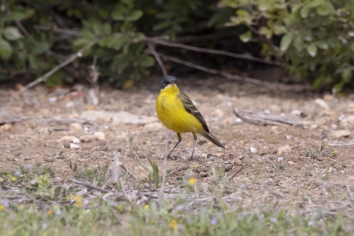 Western Yellow Wagtail (thunbergi) - ML637830924