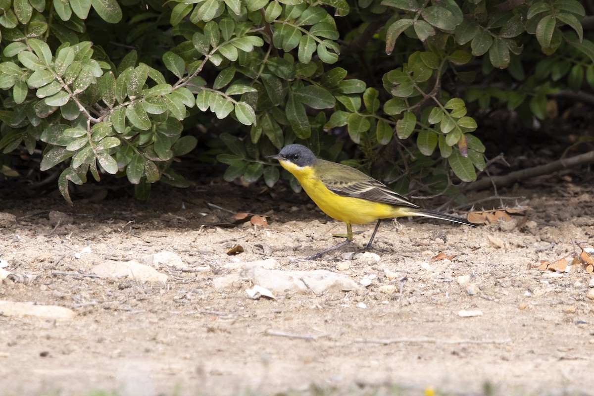 Western Yellow Wagtail (thunbergi) - ML637830925
