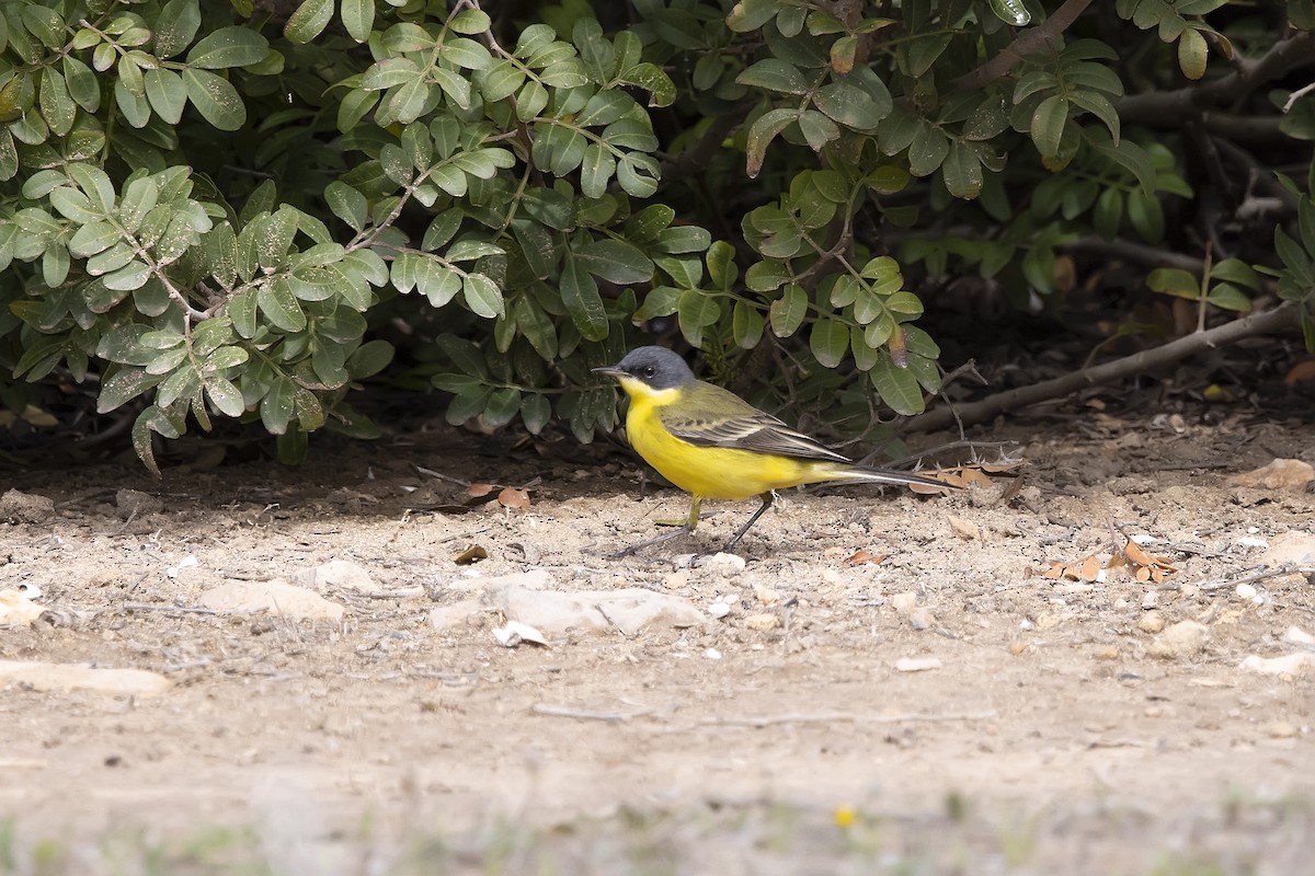 Western Yellow Wagtail (thunbergi) - ML637830926